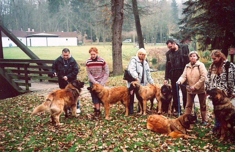 Štěňata Leonberger - Vrh A
